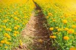 Planted Marigolds With A Walkway Stock Photo