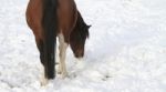 Pony With A Robin Stock Photo