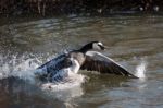 Barnacle Goose (branta Leucopsis) Splashing In The Water Stock Photo