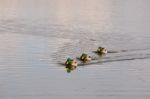 Three Male Mallards (anas Platyrhynchos) Stock Photo