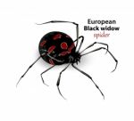 European Black Widow Spider Stock Photo