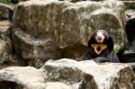 Sun Bear Stock Photo