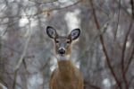 Beautiful Deer In The Forest Stock Photo