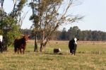 Cows Grazing In The Green Argentine Countryside Stock Photo