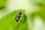 Red Eyed Fly In Green Nature Stock Photo