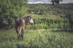 Grey Horse On The Green Meadow Stock Photo