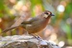 White-browed Laughingthrush Bird Stock Photo