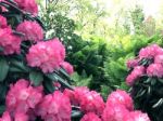 Rhododendron-flowers In The Park Stock Photo