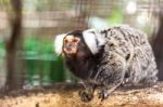 Lemur On Wood Stock Photo