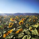 Sunflower Field  Stock Photo