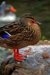 Mallard Duck Stock Photo