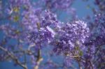 Colourful Blooming Jacaranda Tree Stock Photo