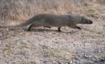 Mongoose Stock Photo