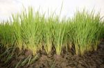 Rice Field Stock Photo