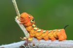 Orange Caterpillar Stock Photo