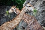 Giraffes Eating Stock Photo