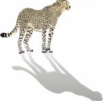 Cheetah Stock Photo