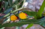 Butterfly On Green Leaves Stock Photo