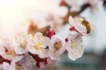 Cherry Blossom With Soft Focus, Sakura Season Background Stock Photo