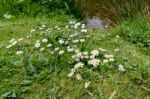 Group Of Daisies Stock Photo