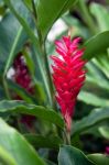 Unidentified Shrub Or Tree In Singapore Stock Photo