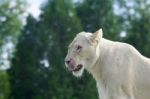 Funny White Lion's Portrait With The Long Tongue Stock Photo