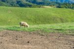 Sheeps Stock Photo