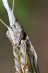 Empusa Pennata Stock Photo