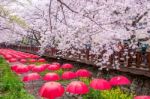 Jinhae,korea - April 2 : Jinhae Gunhangje Festival Is The Largest Cherry Blossom Festival In Korea.tourists Taking Photos Of The Beautiful Scenery Around Jinhae,korea On April 2,2016 Stock Photo