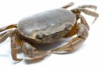 Field Crab Stock Photo