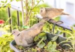 Turtledoves Stock Photo