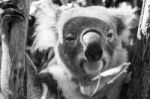 Koala In A Eucalyptus Tree. Black And White Stock Photo