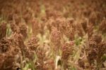 Field Of Australian Sorghum Stock Photo