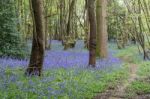 Sussex Bluebells Stock Photo