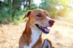 Portrait Of A Cute Brown Dog Stock Photo