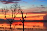 Dead Trees At Sunrise Stock Photo