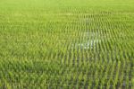 Rice Field Stock Photo