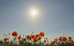 Poppies In The Sun Stock Photo