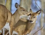 Beautiful Isolated Photo Of Two Cute Wild Deer In The Forest Stock Photo