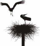 Storks On White Background Stock Photo