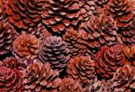 Pine Cone Stock Photo