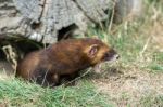 European Polecat (mustela Putorius) Stock Photo