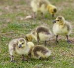 Beautiful Background With A Group Of Chicks Together On The Grass Field Stock Photo