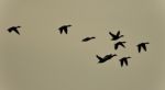 Background With A Swarm Of Ducks Flying In The Sky Stock Photo