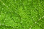 Green Leaf Macro Background Stock Photo