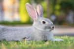 Gray Rabbits Stock Photo