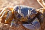 Red Sea Ghost Crab, Ocypode Saratan Stock Photo