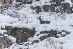 Deer In The Snow! Stock Photo