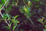 Close Up Pomegranate Leaves Stock Photo