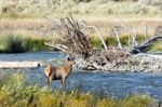 Elk Or Wapiti (cervus Canadensis) Stock Photo